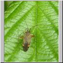 Closterotomus fulvomaculatus - Weichwanze 01.jpg